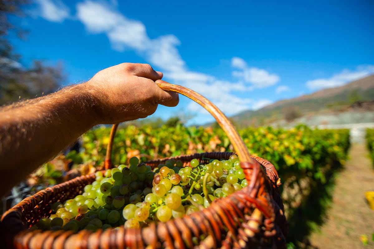 Bunches of grapes