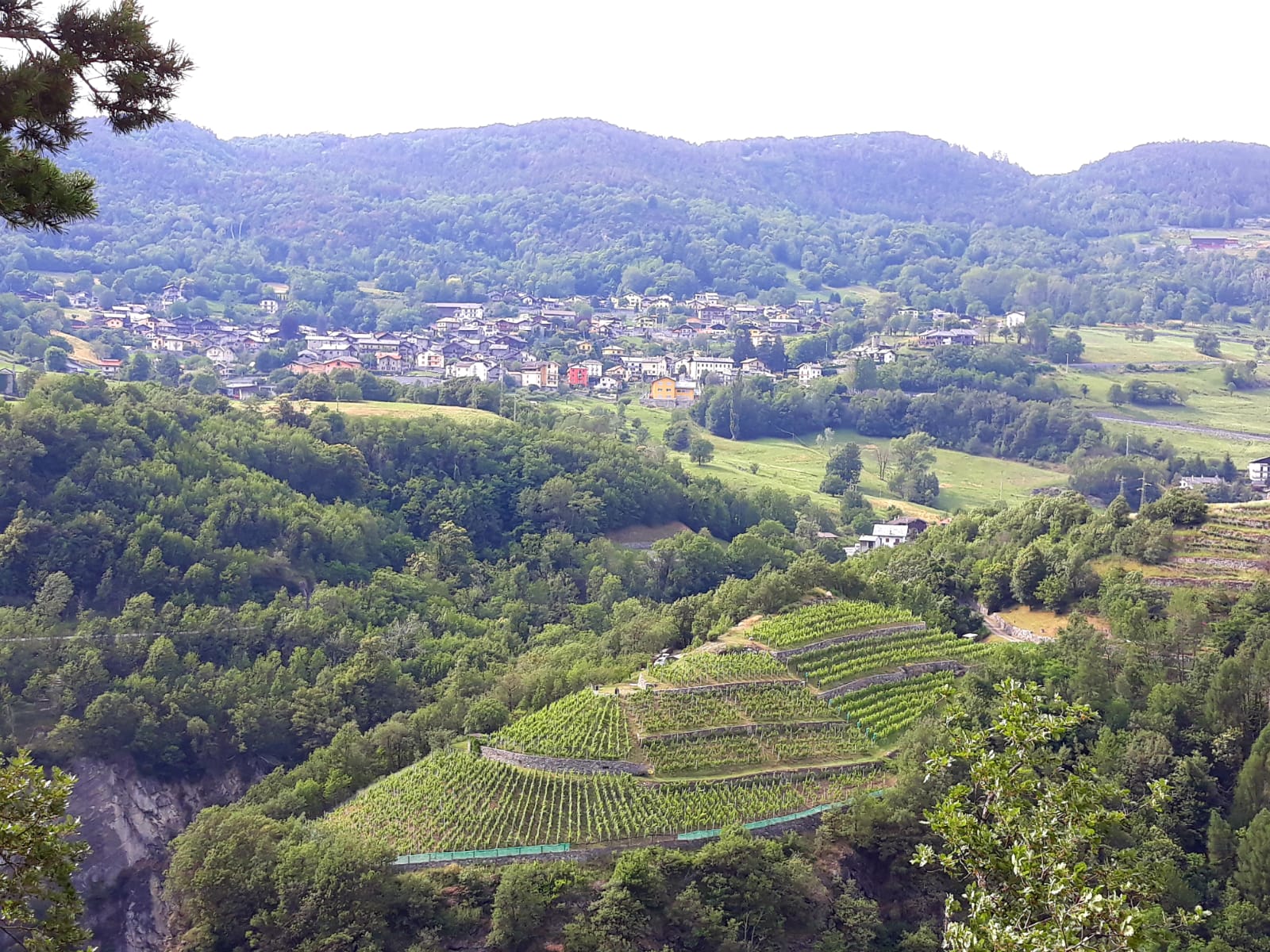 Vista de los viñedos