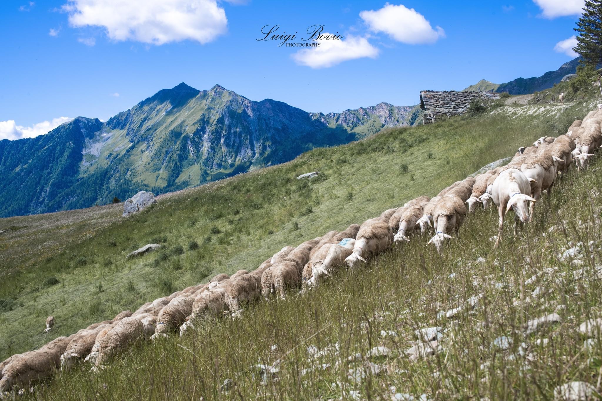 Ovejas de pasto