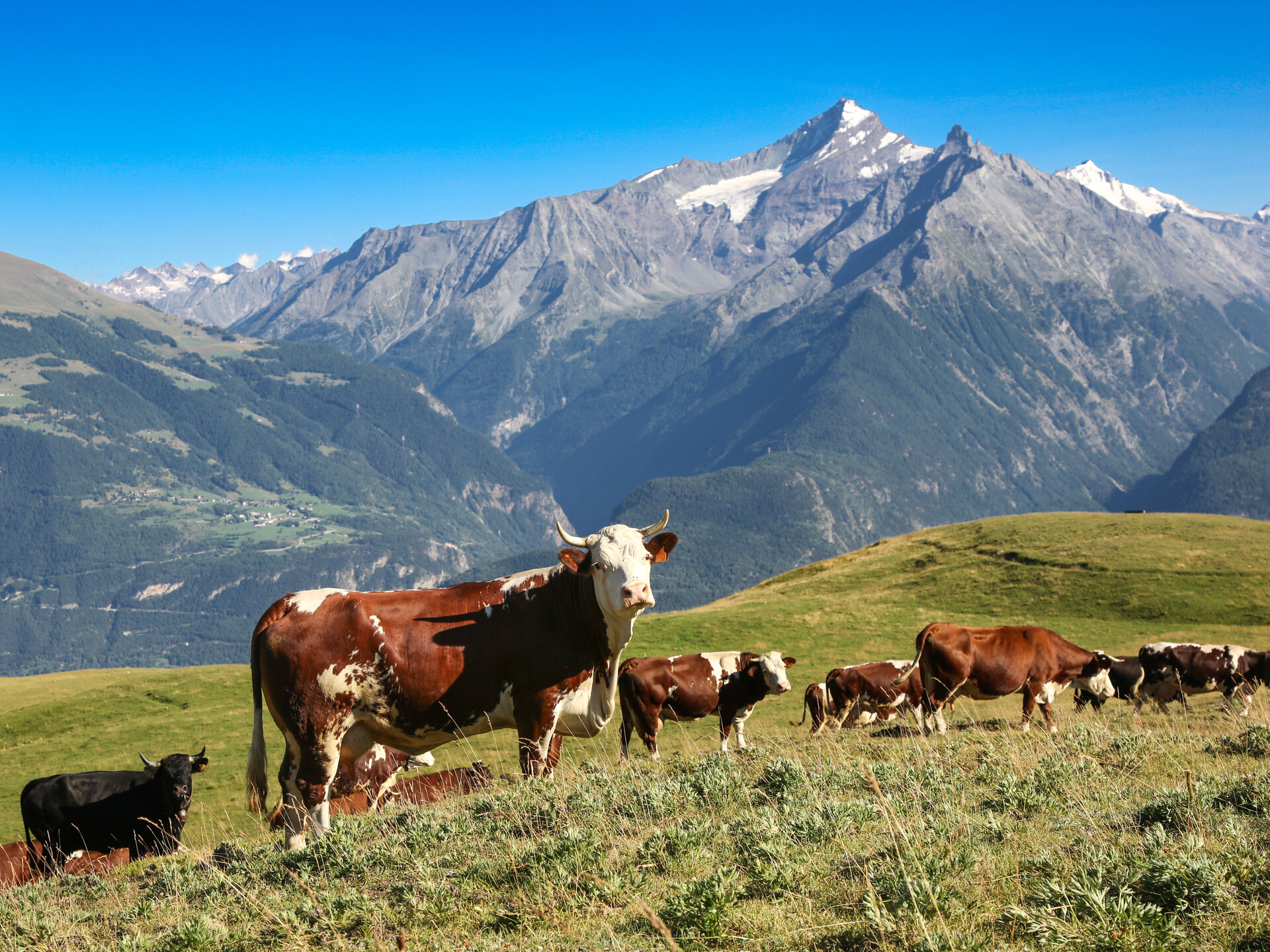 Vacas pastando en Vétan