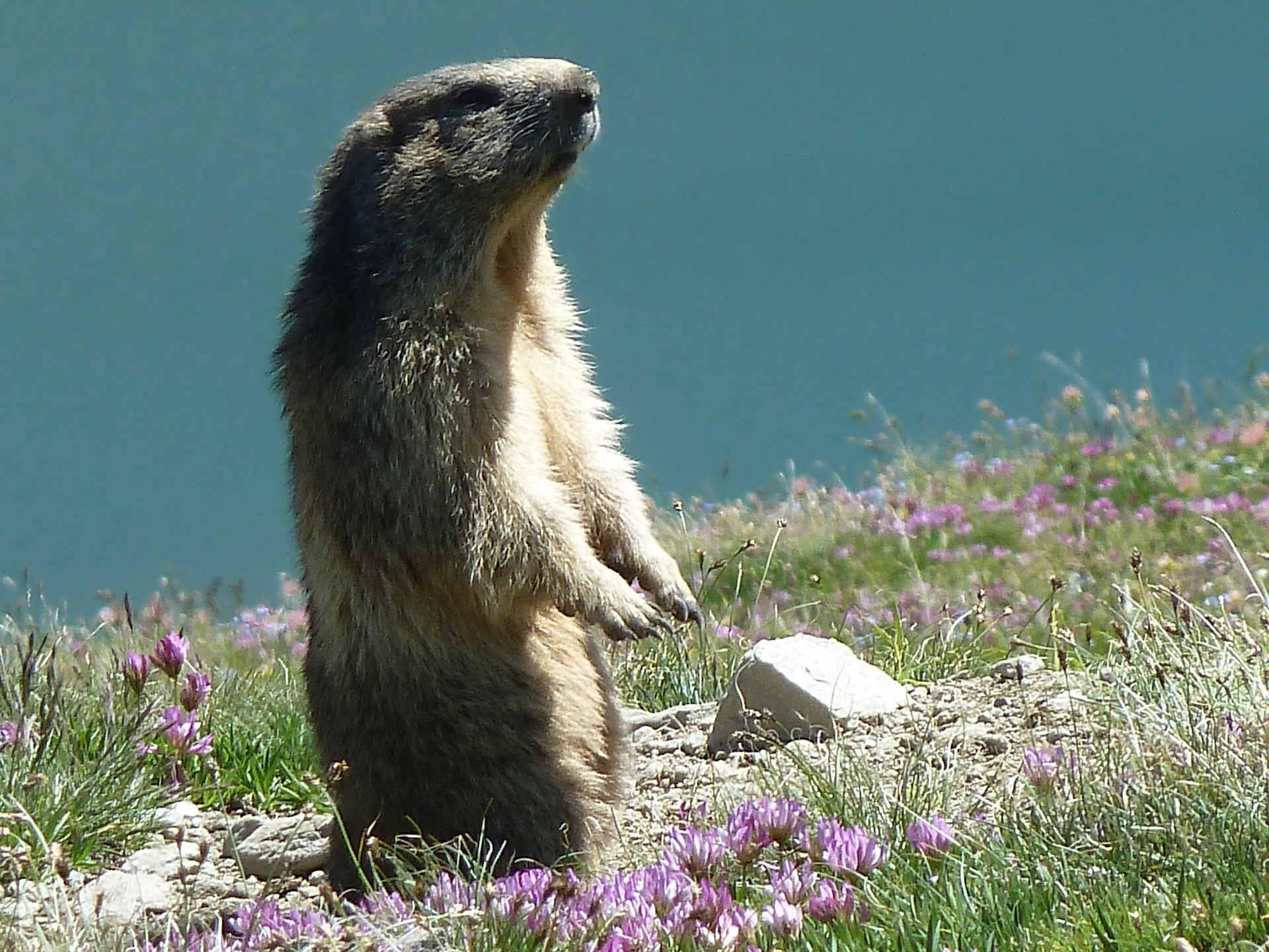 Marmotta