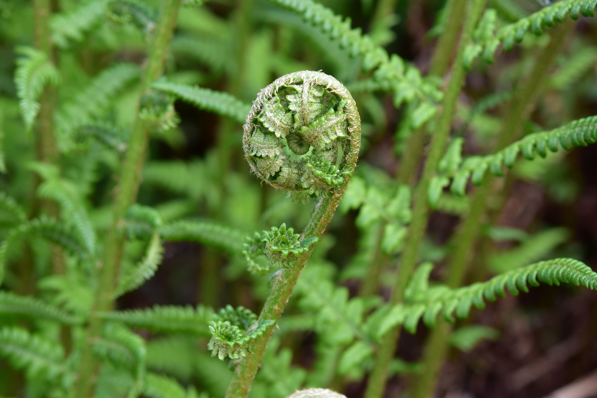 Piante officinali