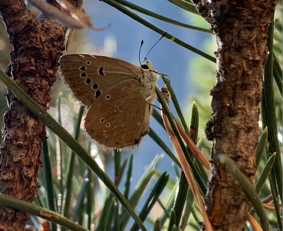 Polyommatus humedasae