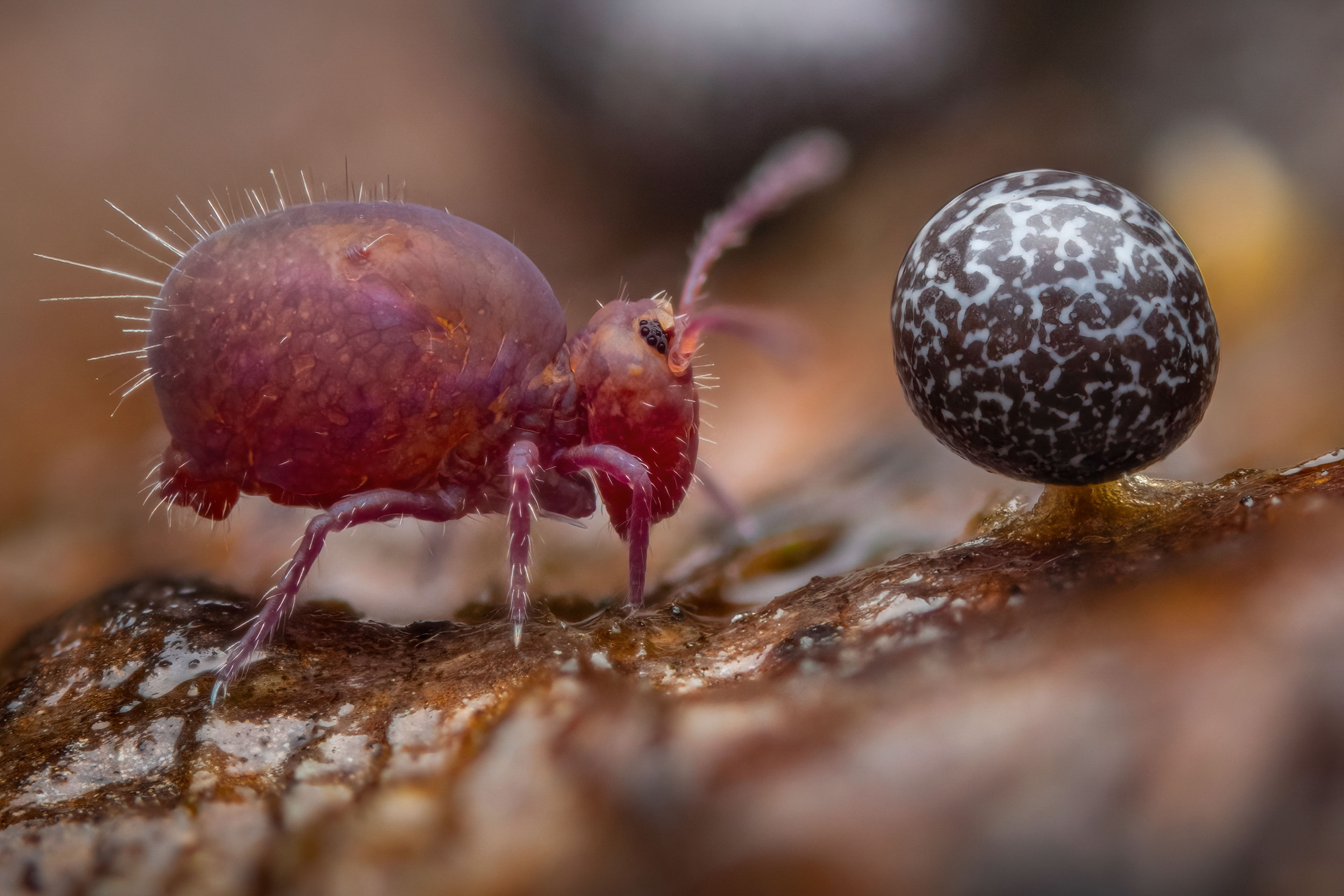 Alexis Tinker-Tsavalas / Wildlife Photographer of the Year