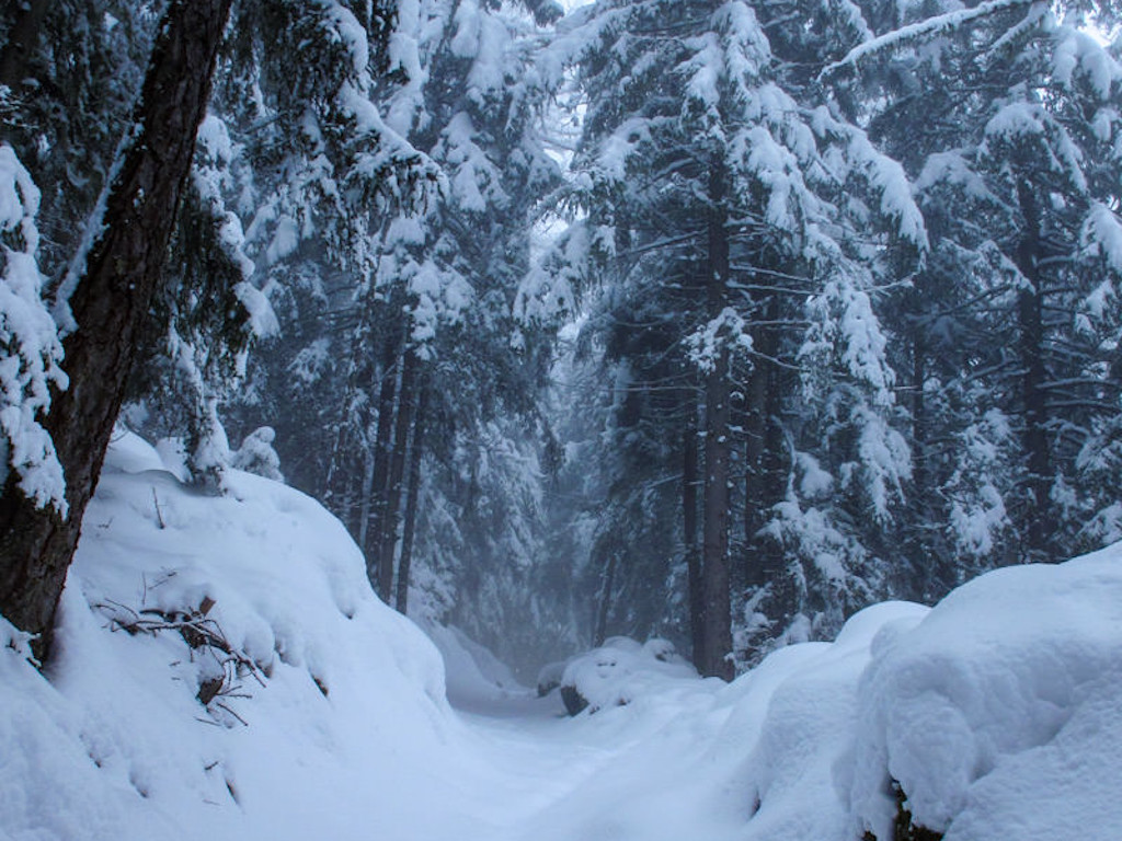 Bosco innevato