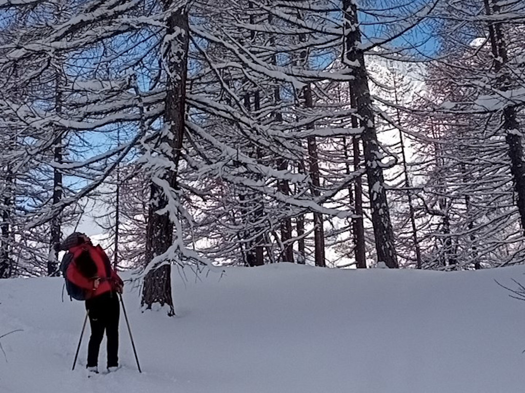 Alberi innevati