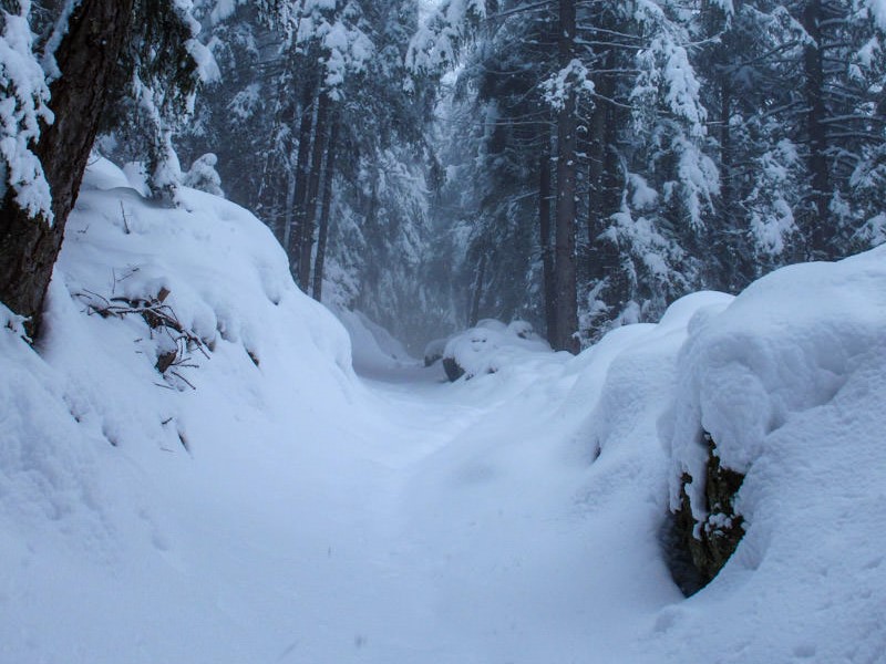 Bosco innevato