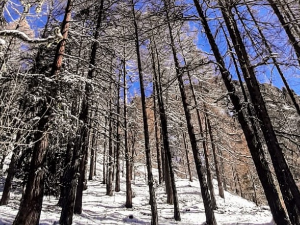 Il bosco con la neve