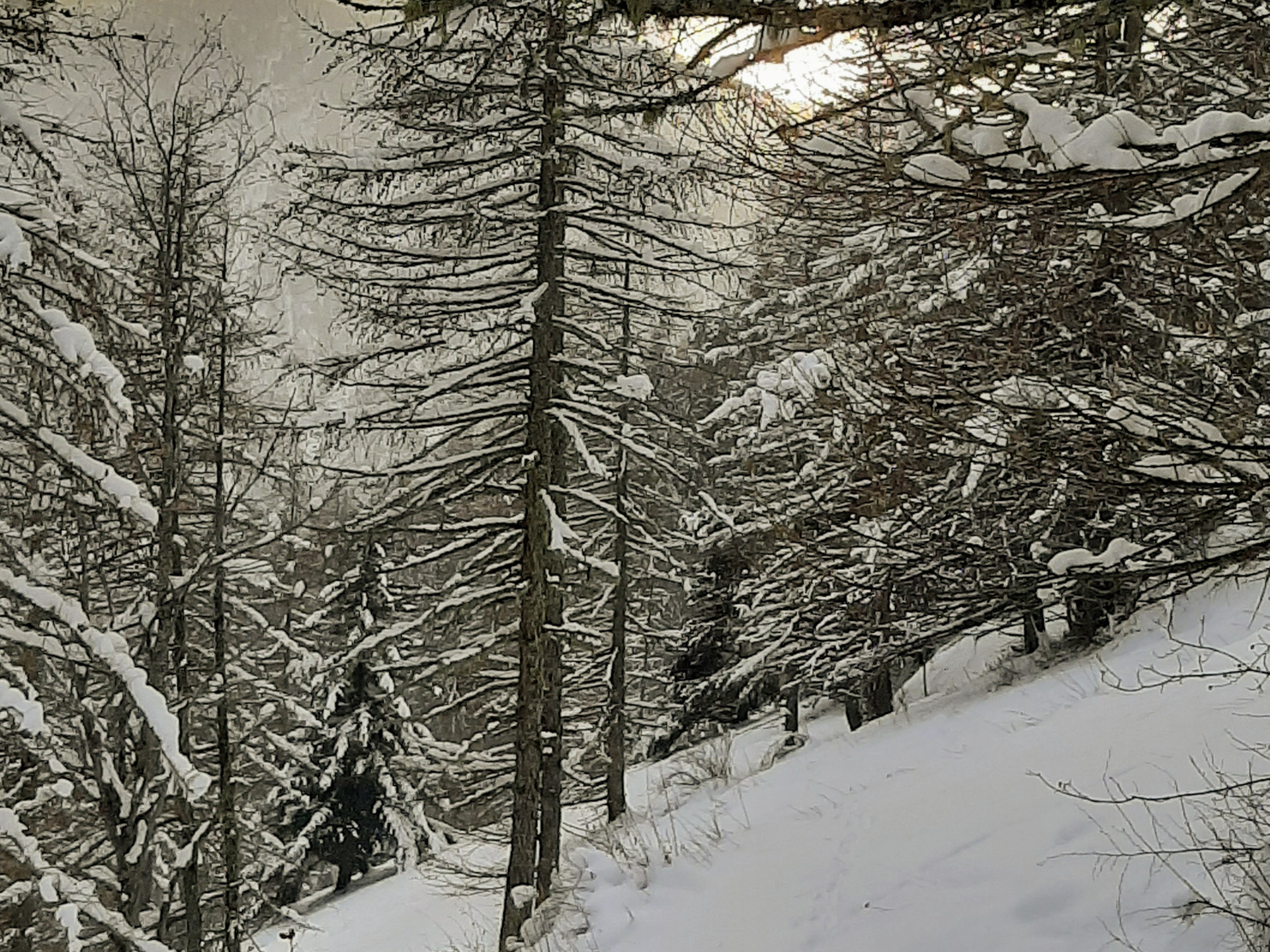 Bosco in inverno