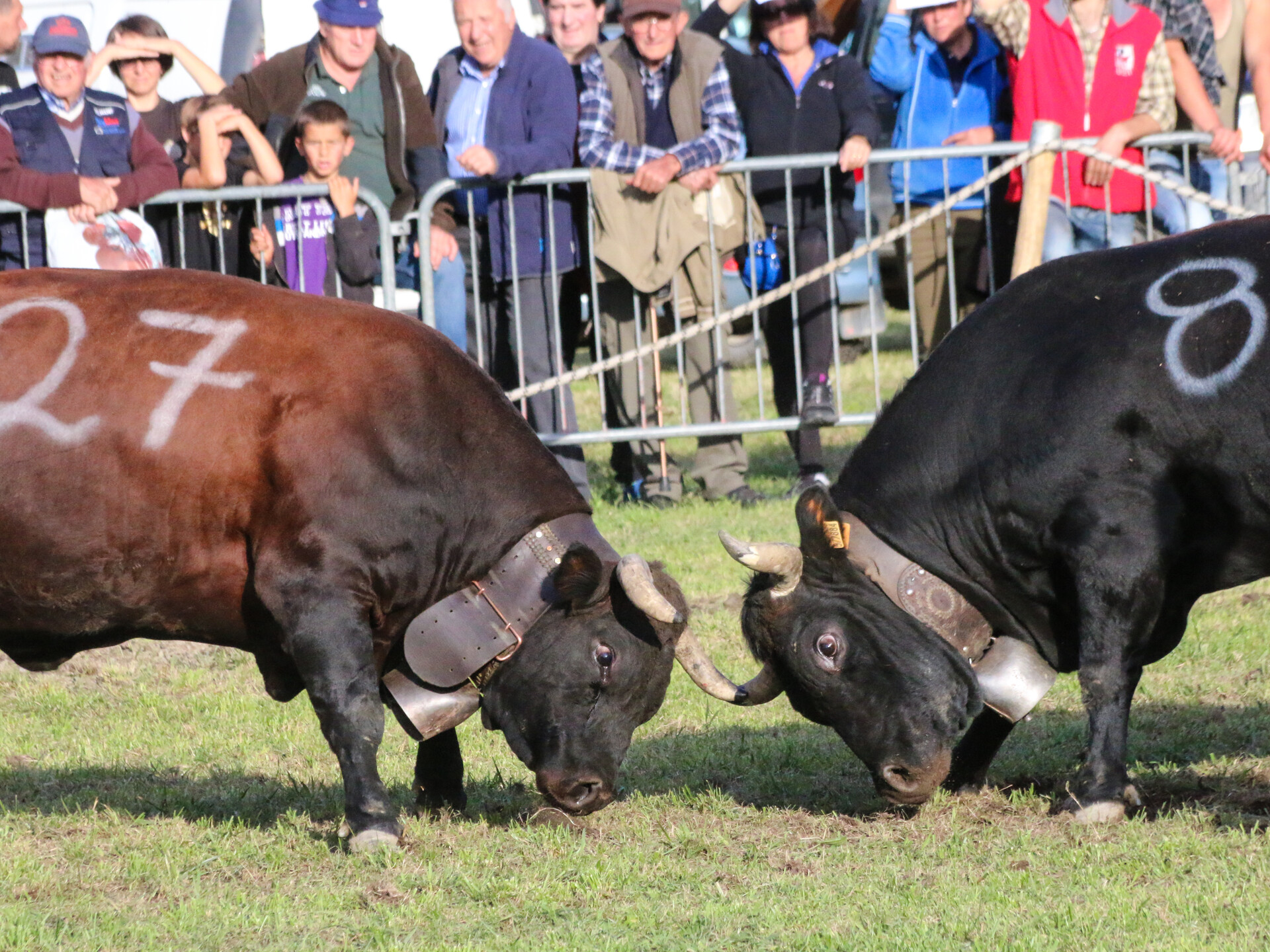 Batailles de Reines