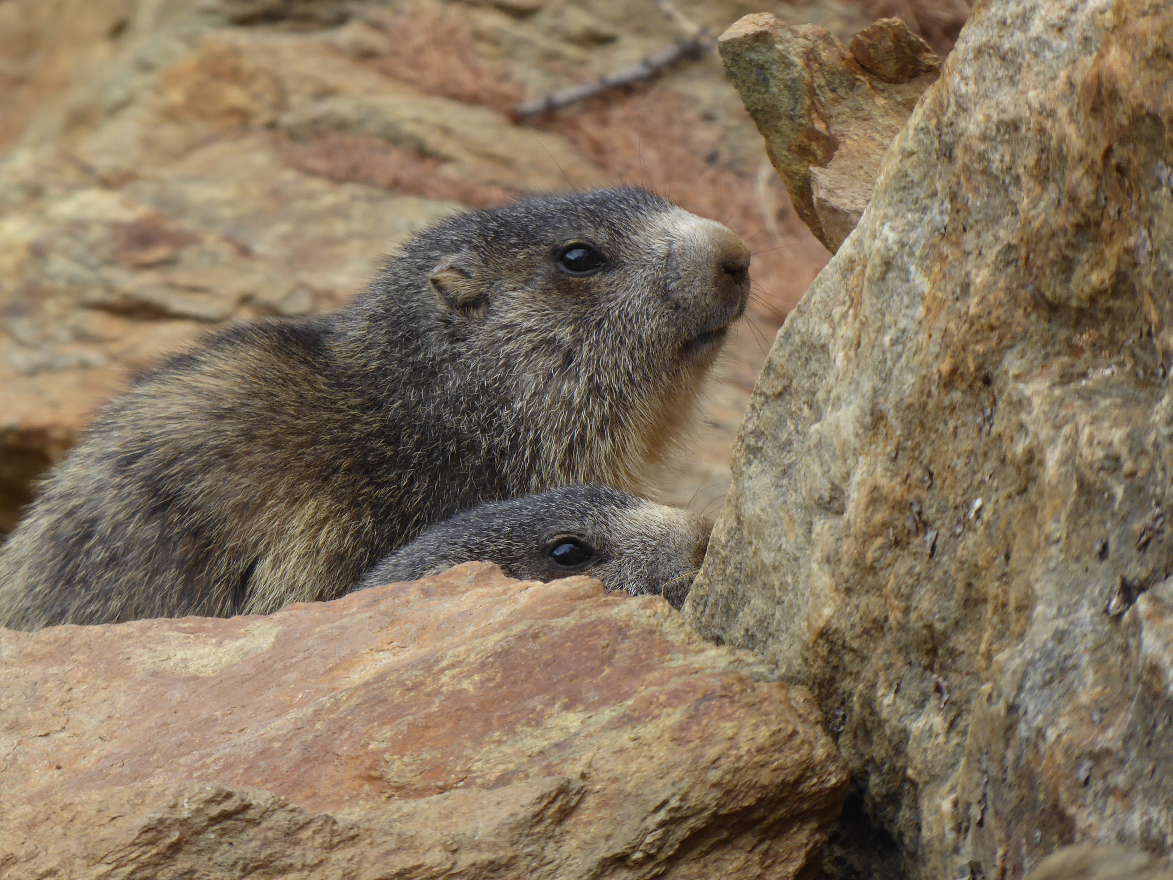 Marmotte