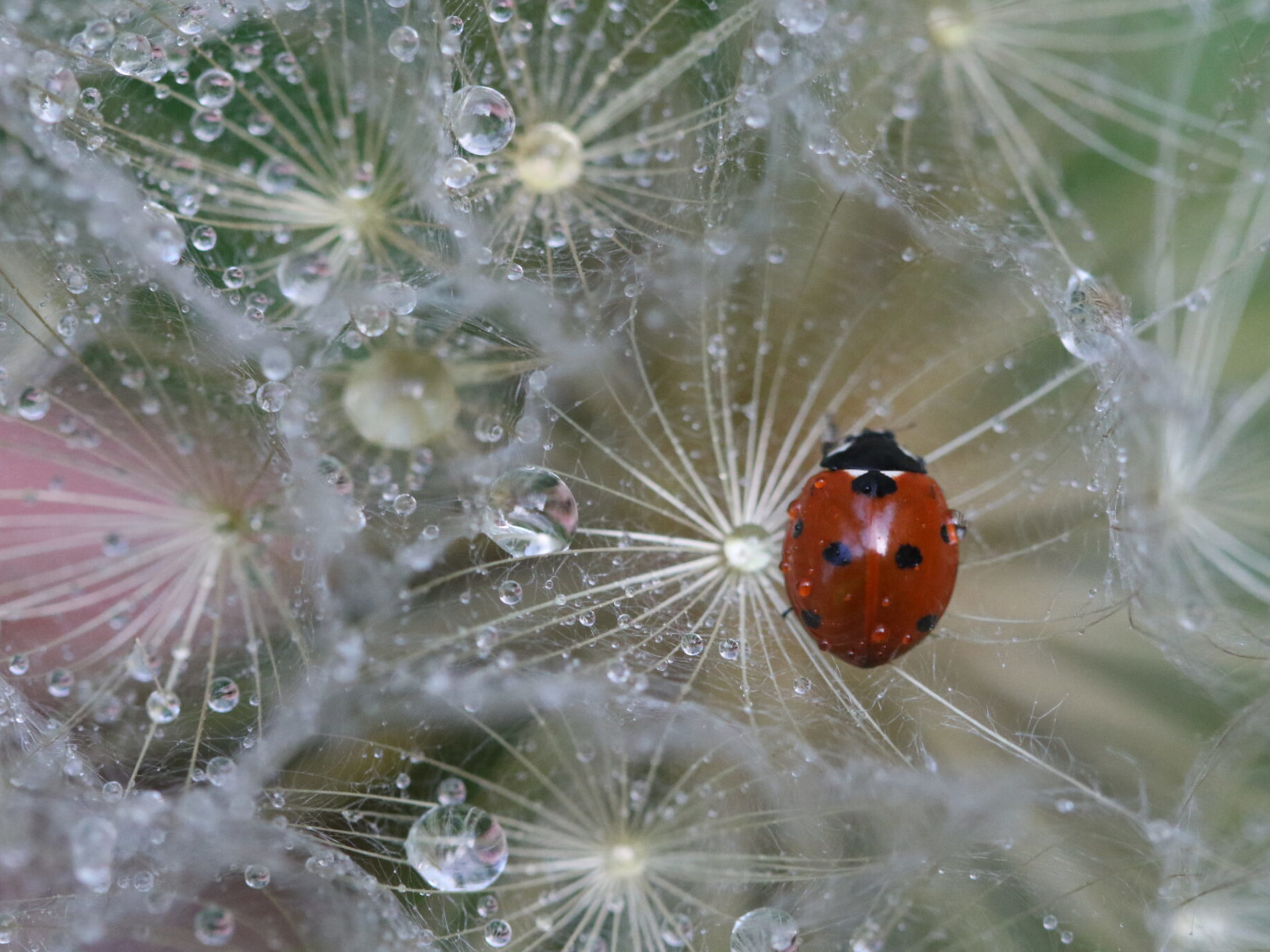 Coccinella