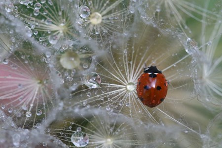 Coccinella