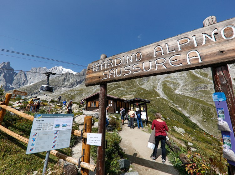 Alpiner botanischer Garten Saussurea