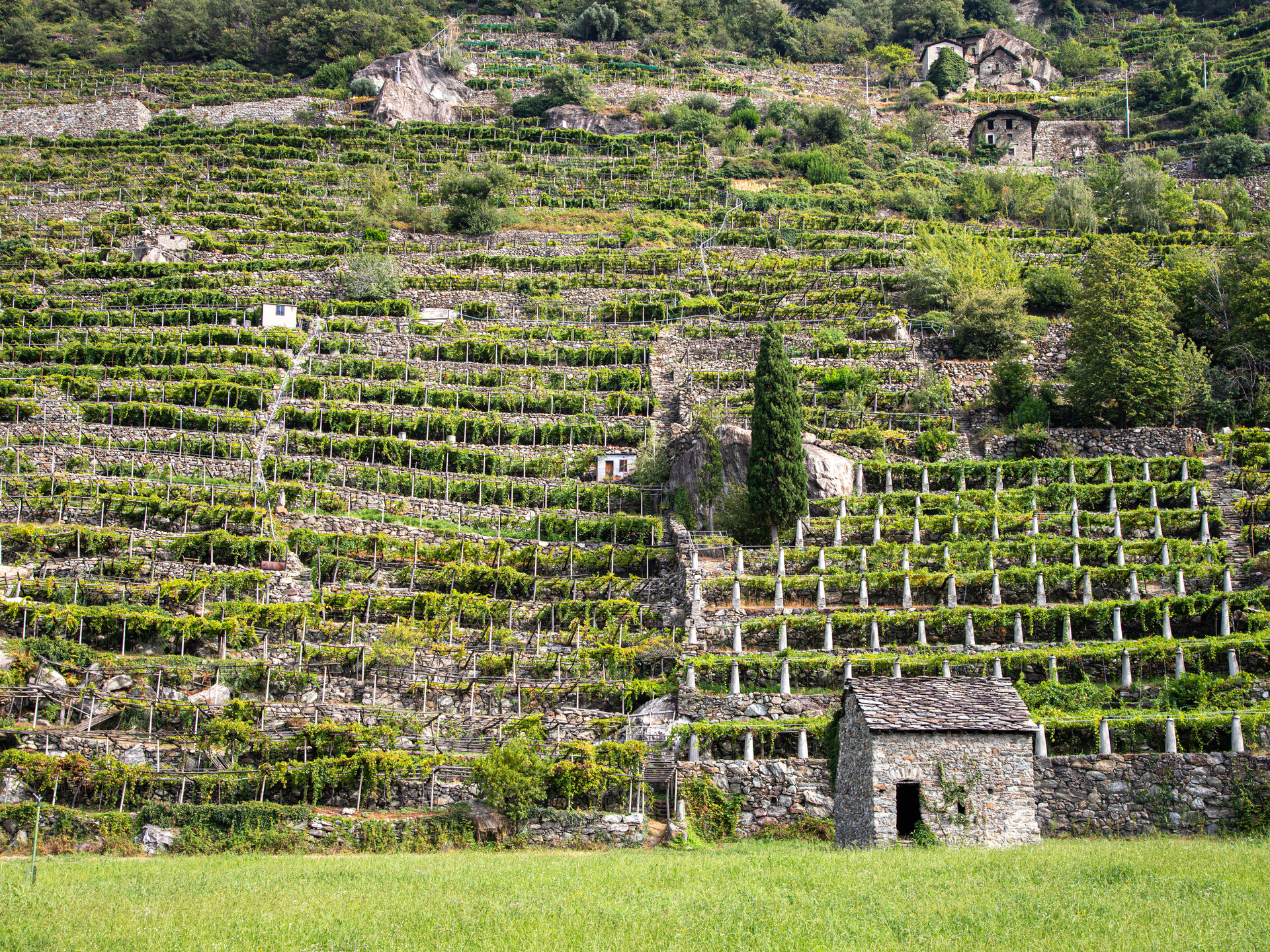 Vigneti a Donnas