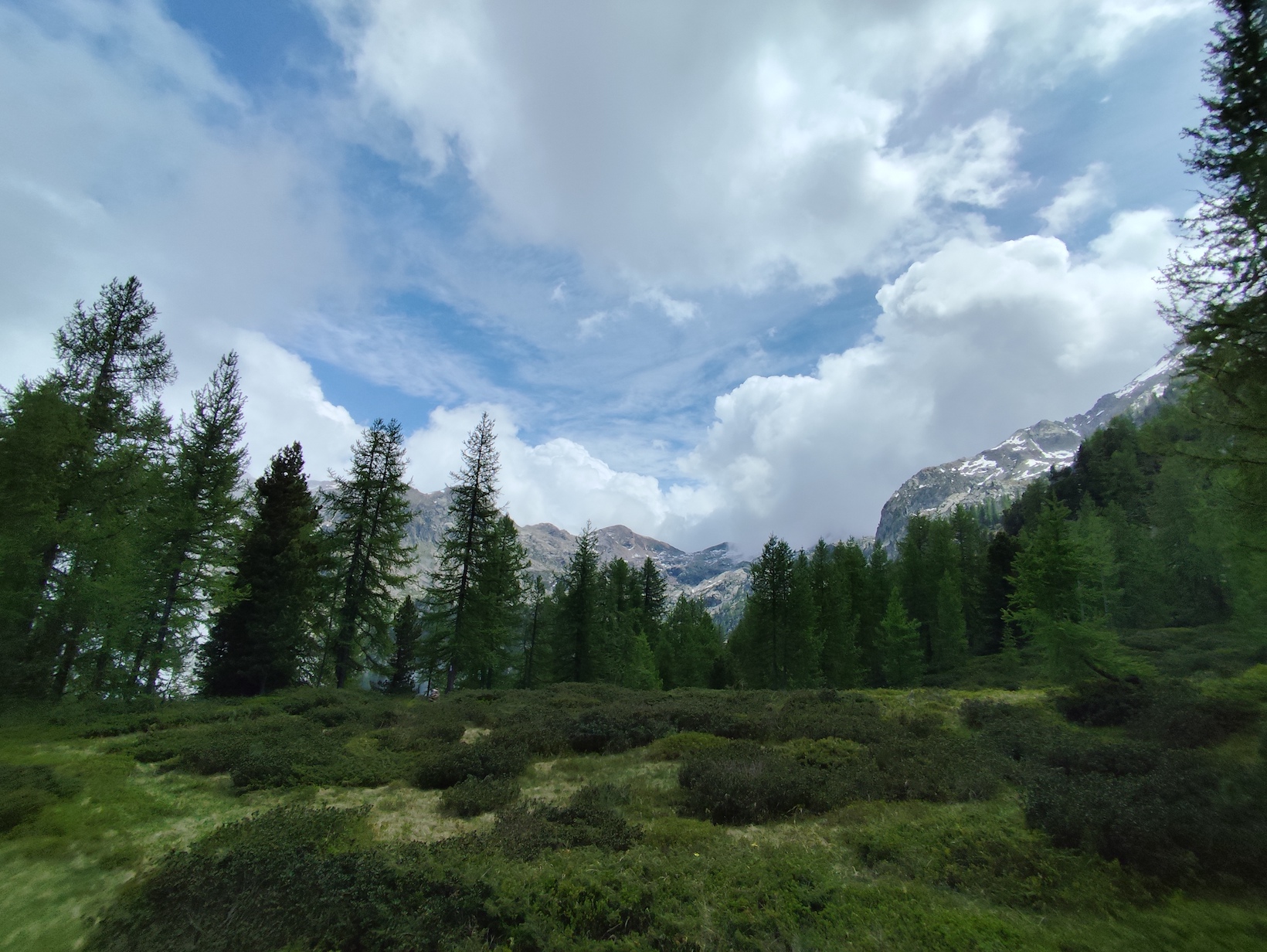 Cani e montagna