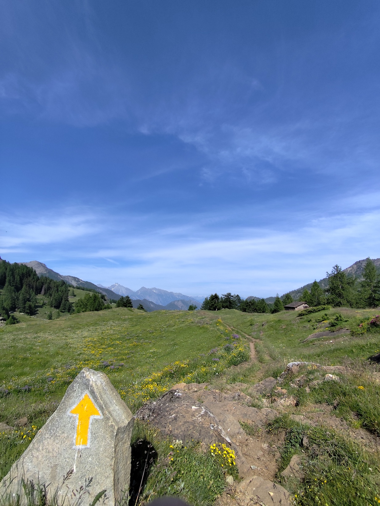 Cani e montagna