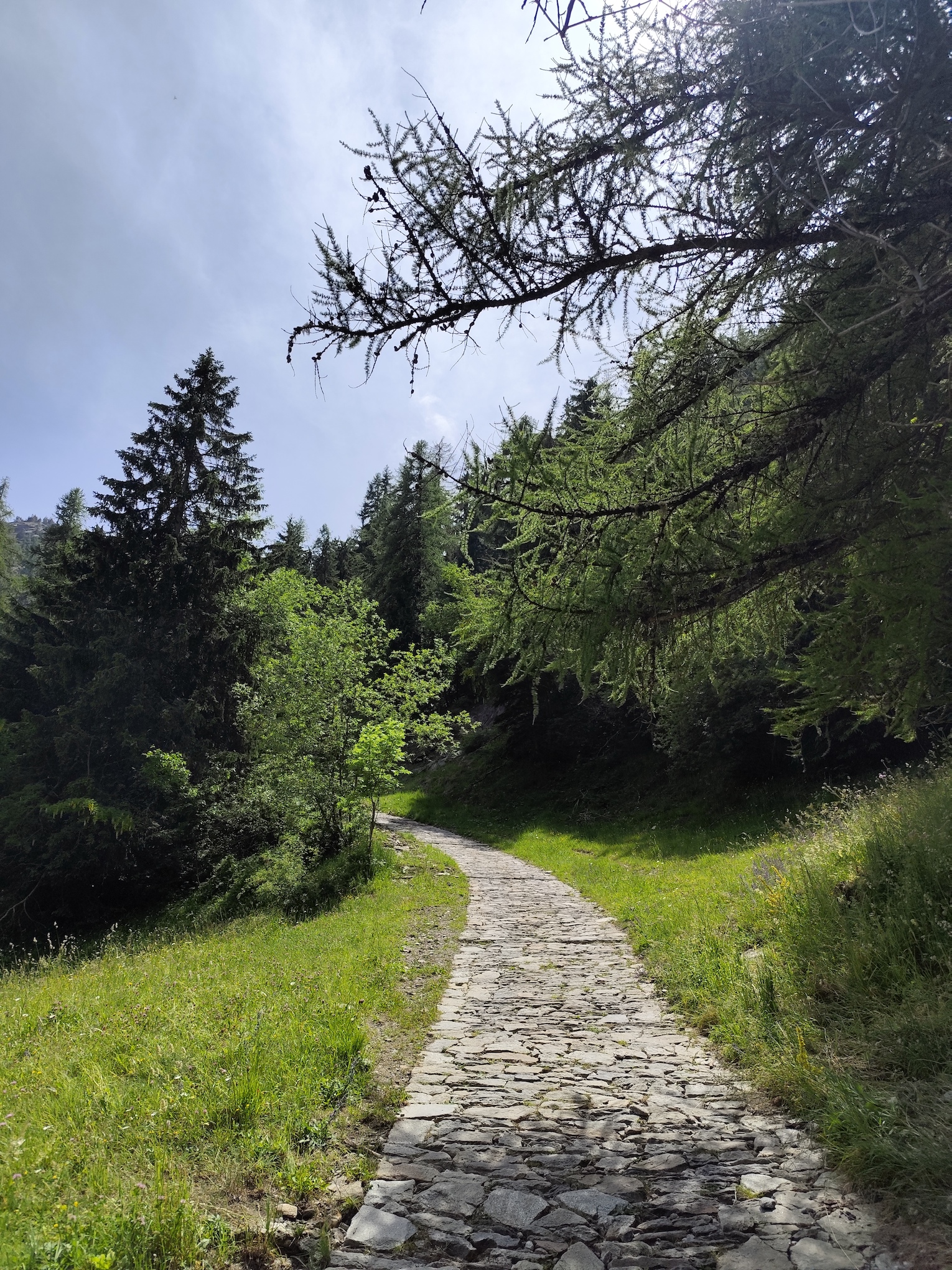 Cani e montagna