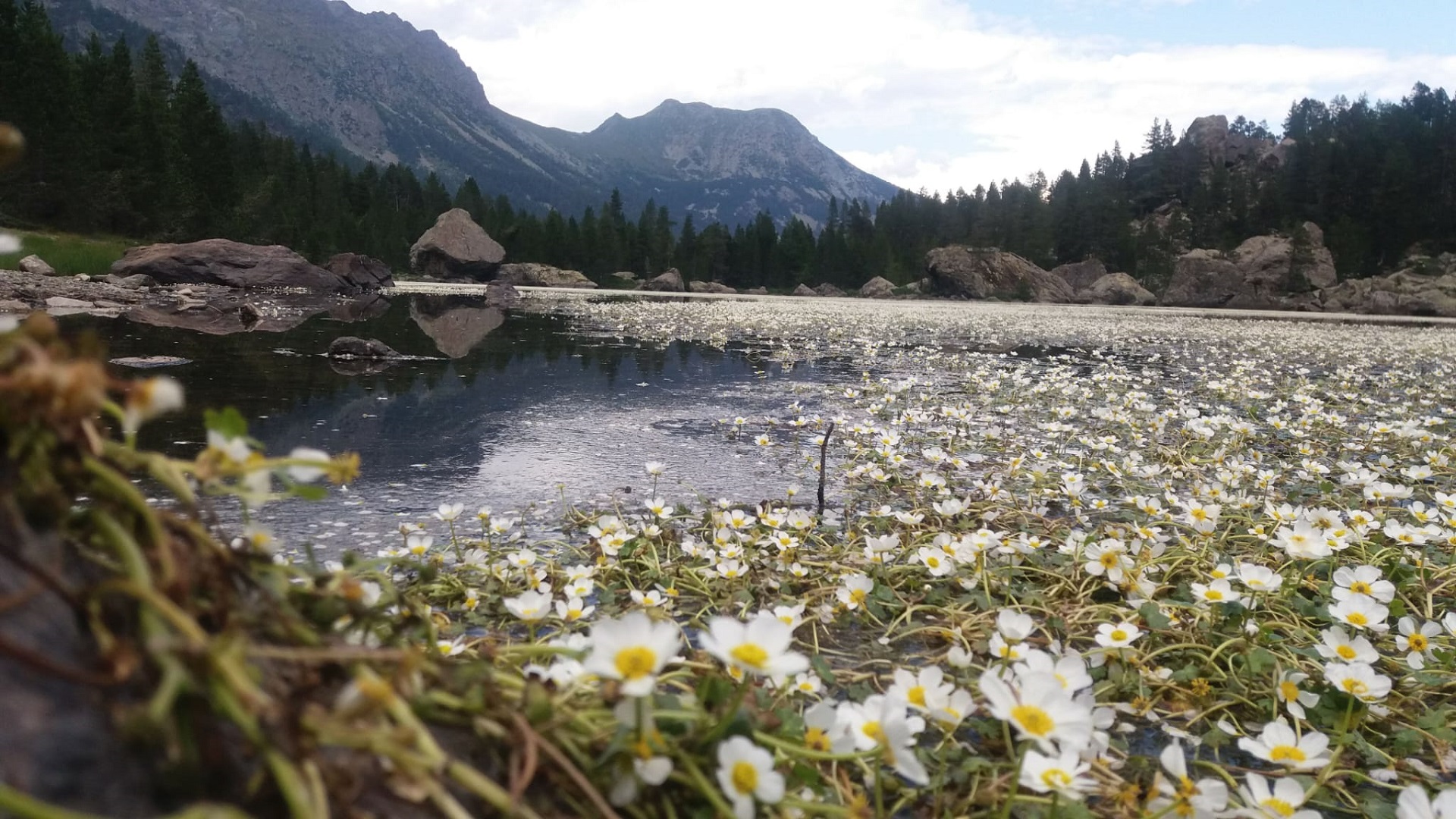 Fioritura sul lago Servaz