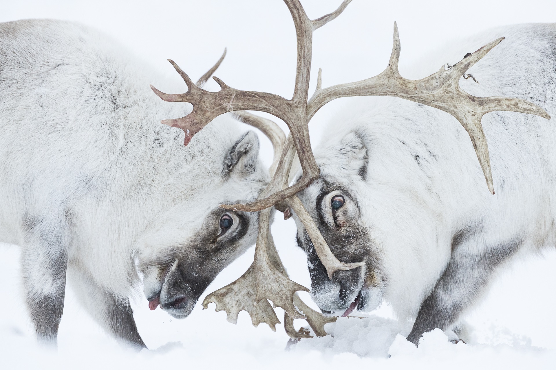 Combattimento tra maschi di renna durante la stagione riproduttiva. Foto di Stefano Unterthiner
