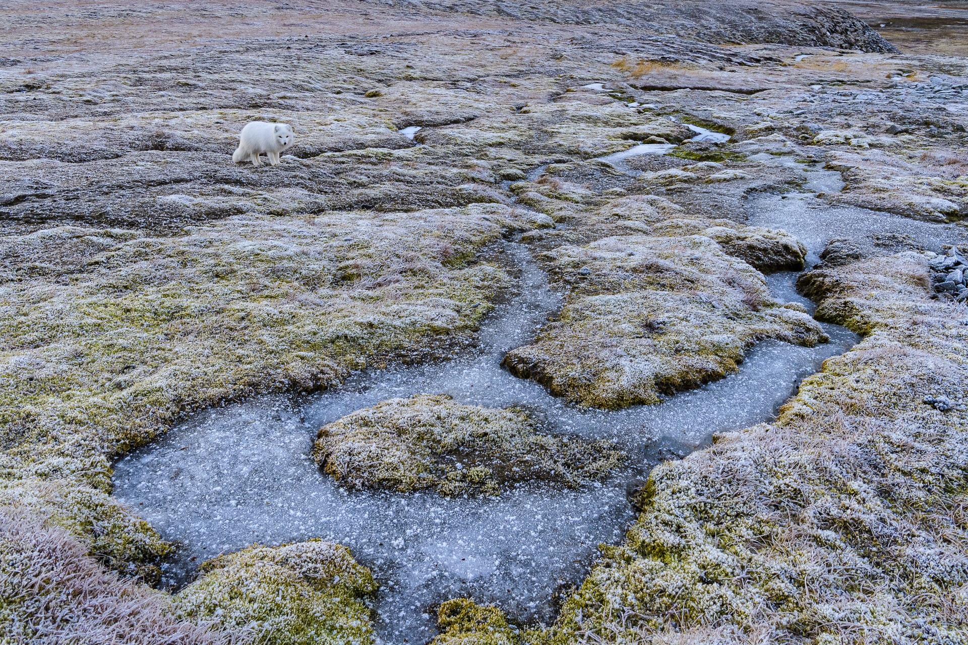 Volpe artica in abito invernale e permafrost. Foto di Stefano Unterthiner