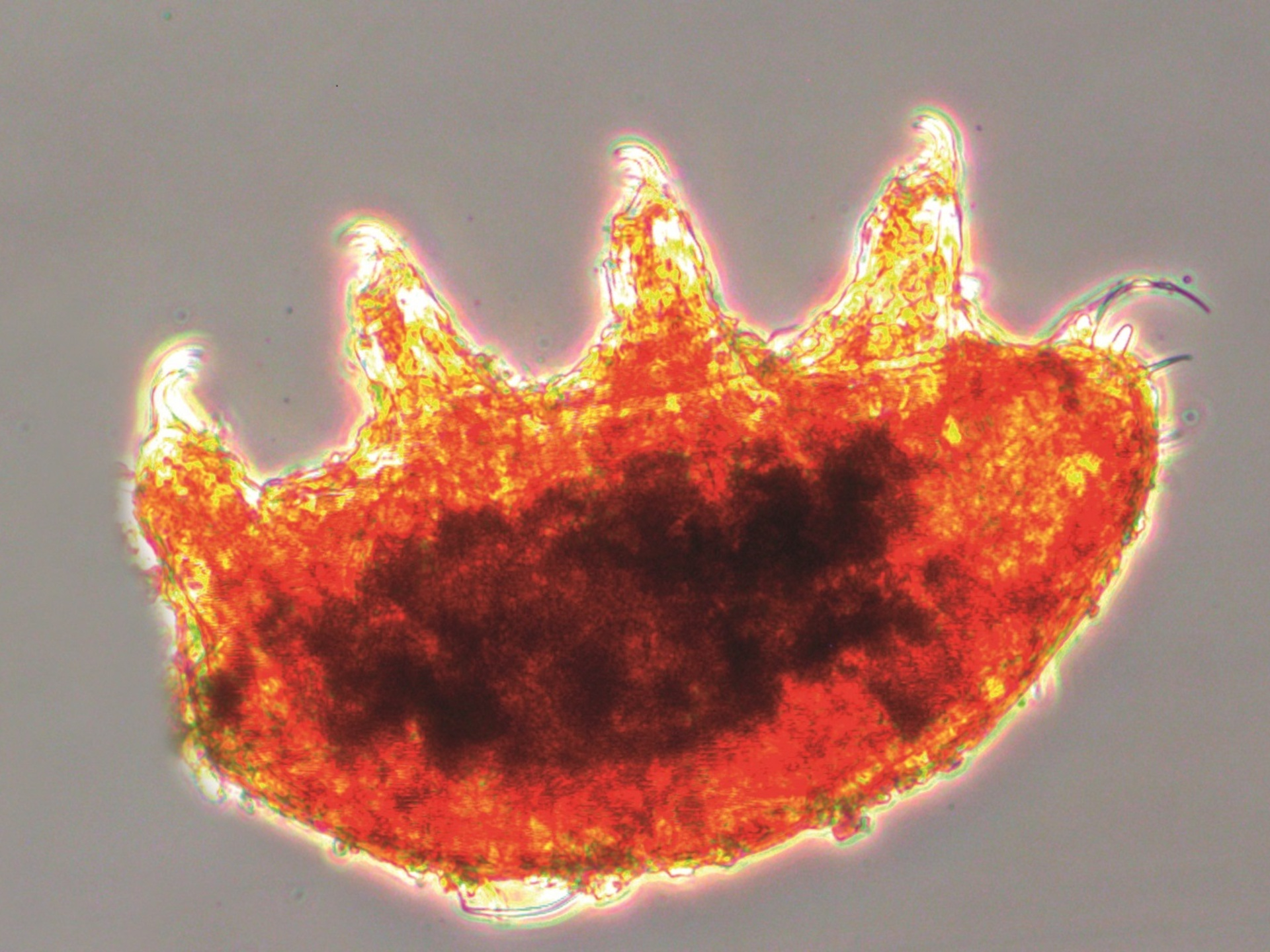 Tardigrado