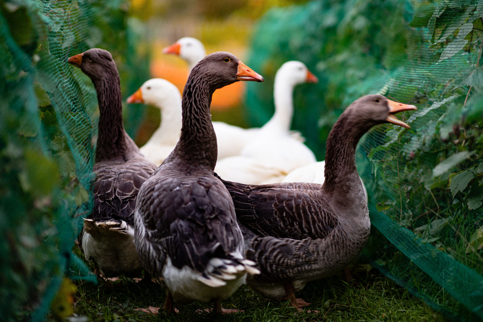 Gänse in den Weinbergen