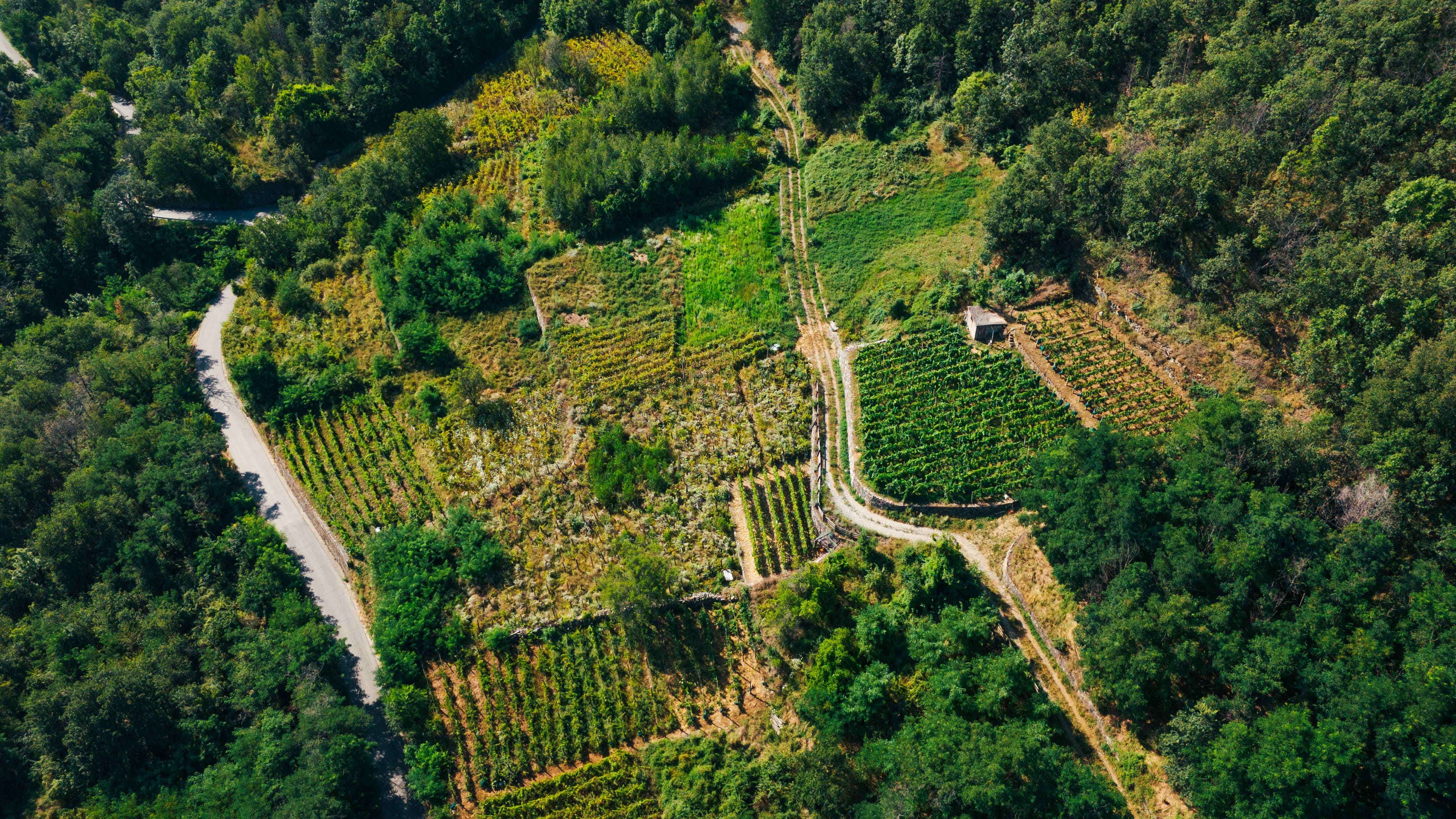 Panoramablick auf die Weinberge