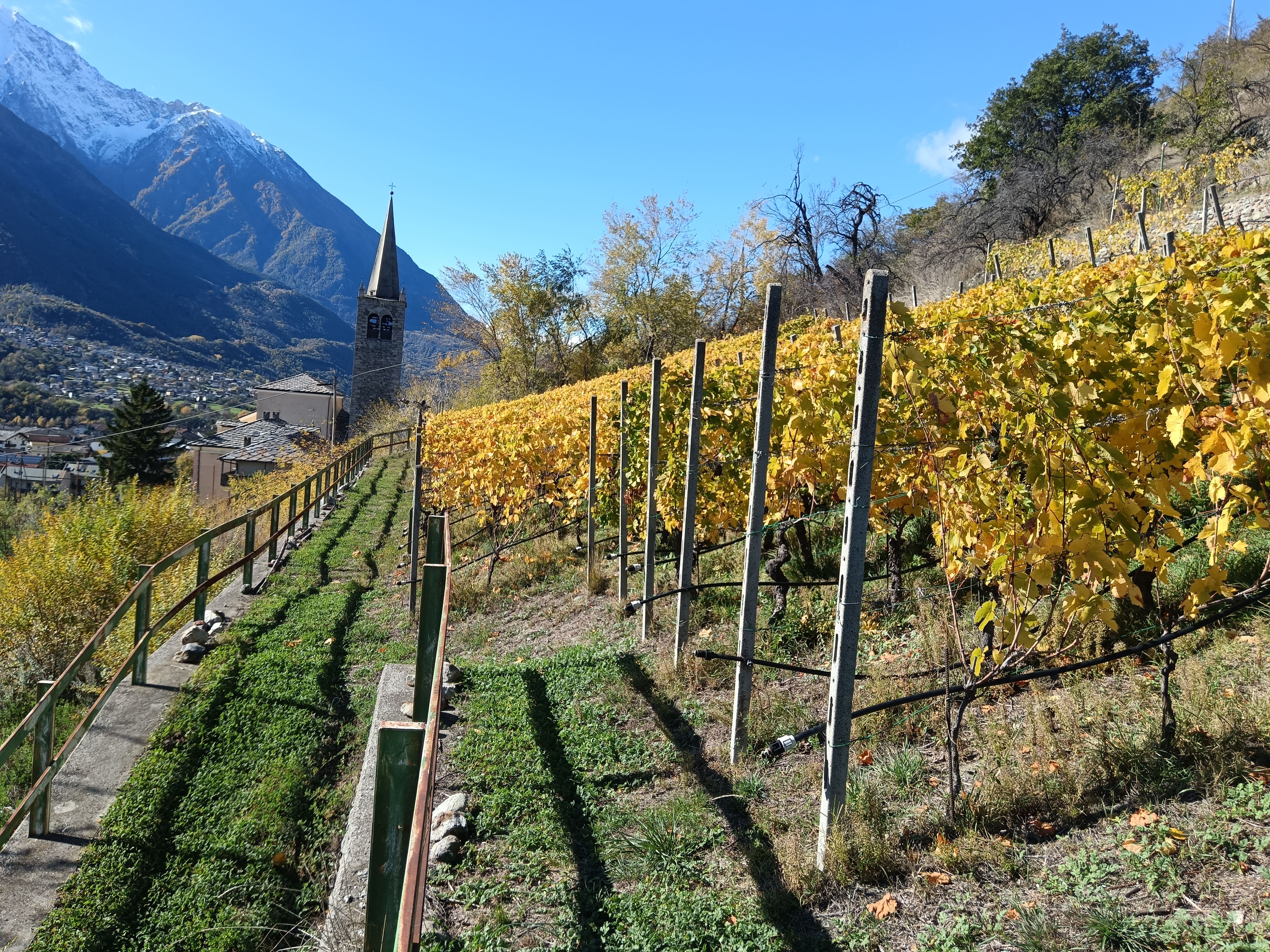 Die Weinberge im Herbst
