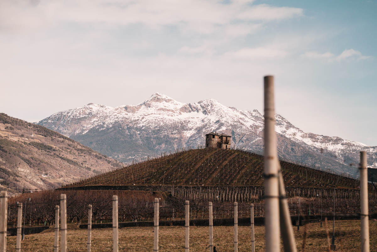 The vineyards in spring