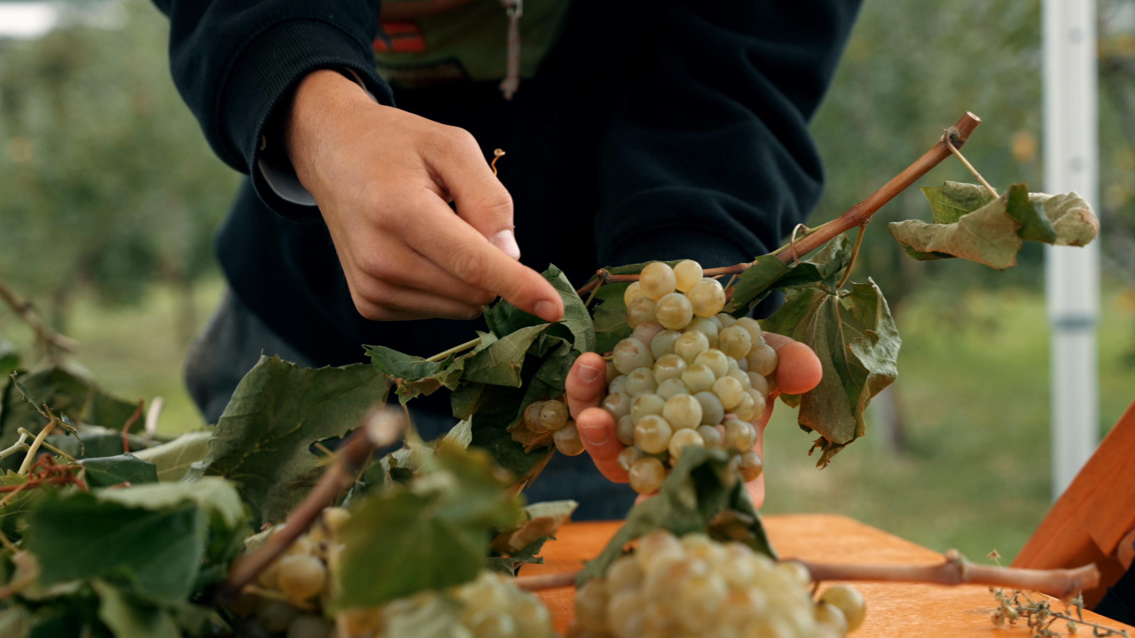 Institut Agricole Régional - Aosta