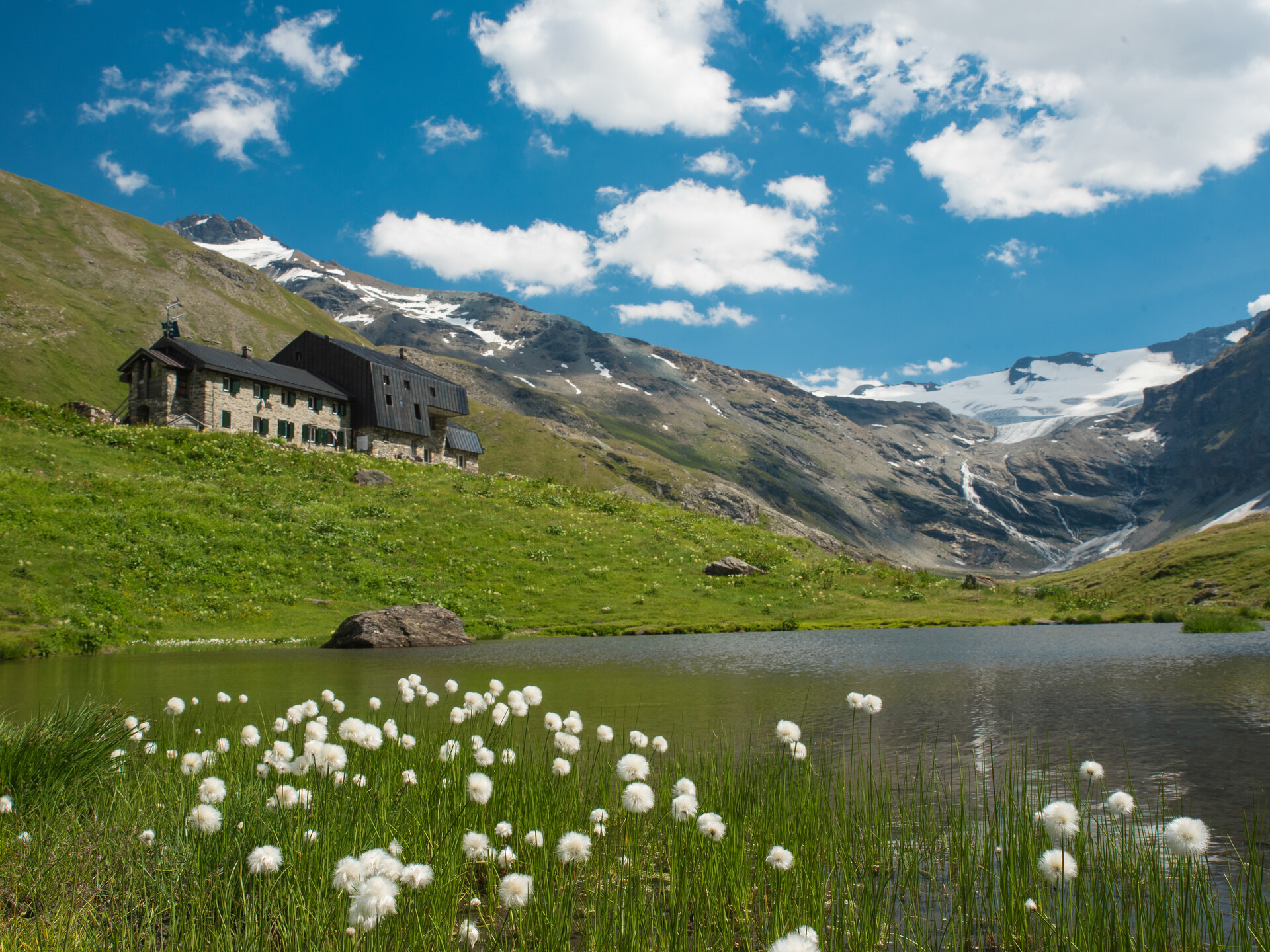 Rifugio Mario Bezzi - fioritura di eriofori sulle sponde del laghetto
