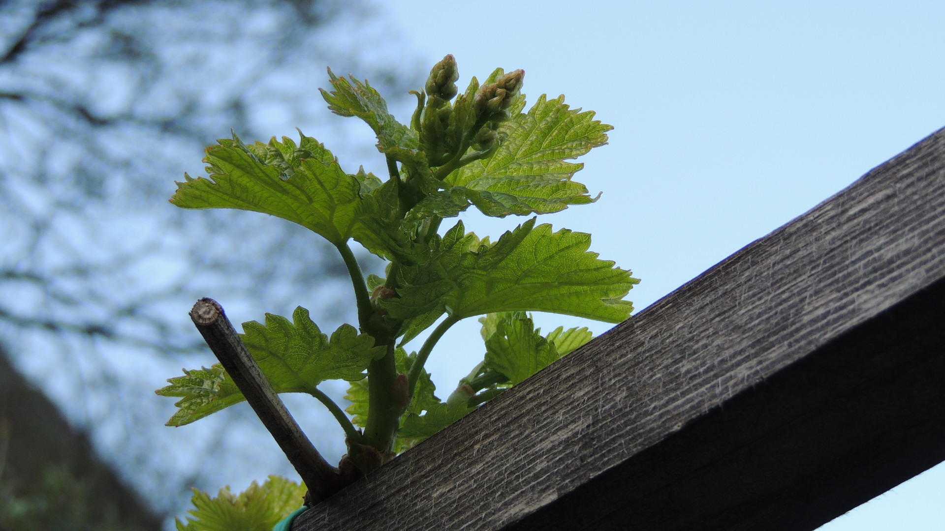 Die Weinberge